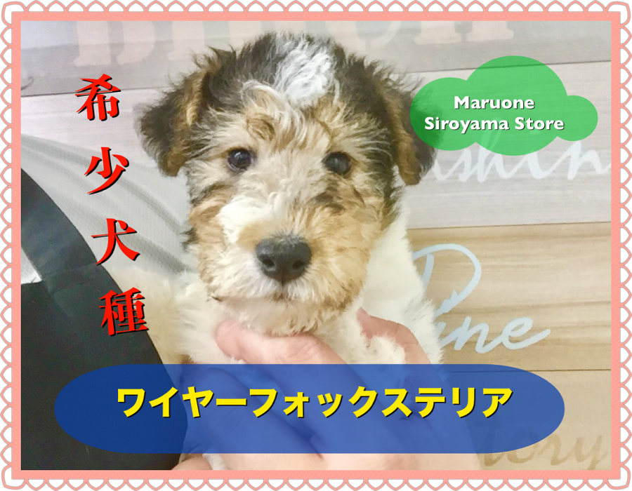 ワイヤーフォックステリア 】超希少！ワイヤー＆カーリーヘアーが特徴