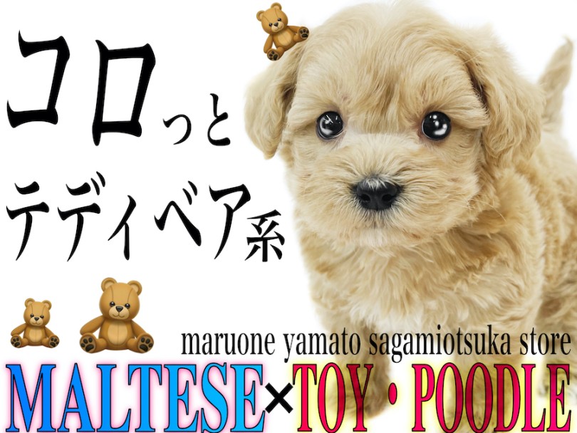 MIX 】まさにテディベア！ドワーフ体型が可愛いぬいぐるみ系マルプー
