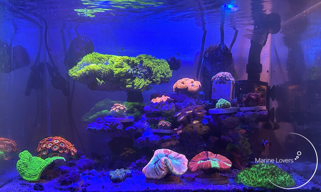 海水魚・サンゴ】小型水槽におすすめのLEDライト8選！