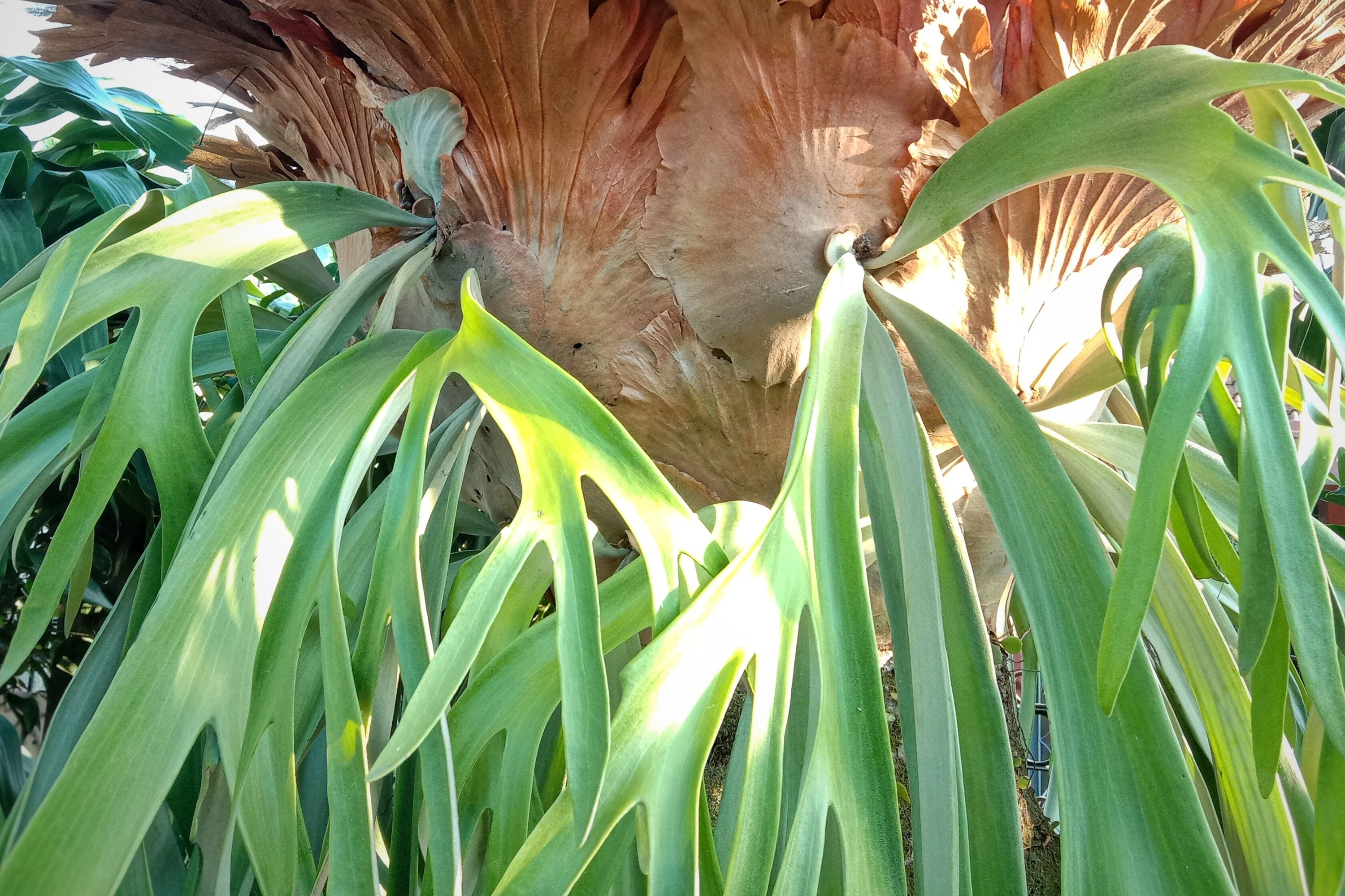 Platycerium Hillii -- Earthpedia plant