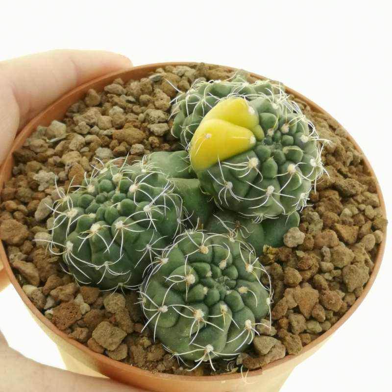 Gymnocalycium baldianum f. variegata prolifera 10 cm. | Cactaeae