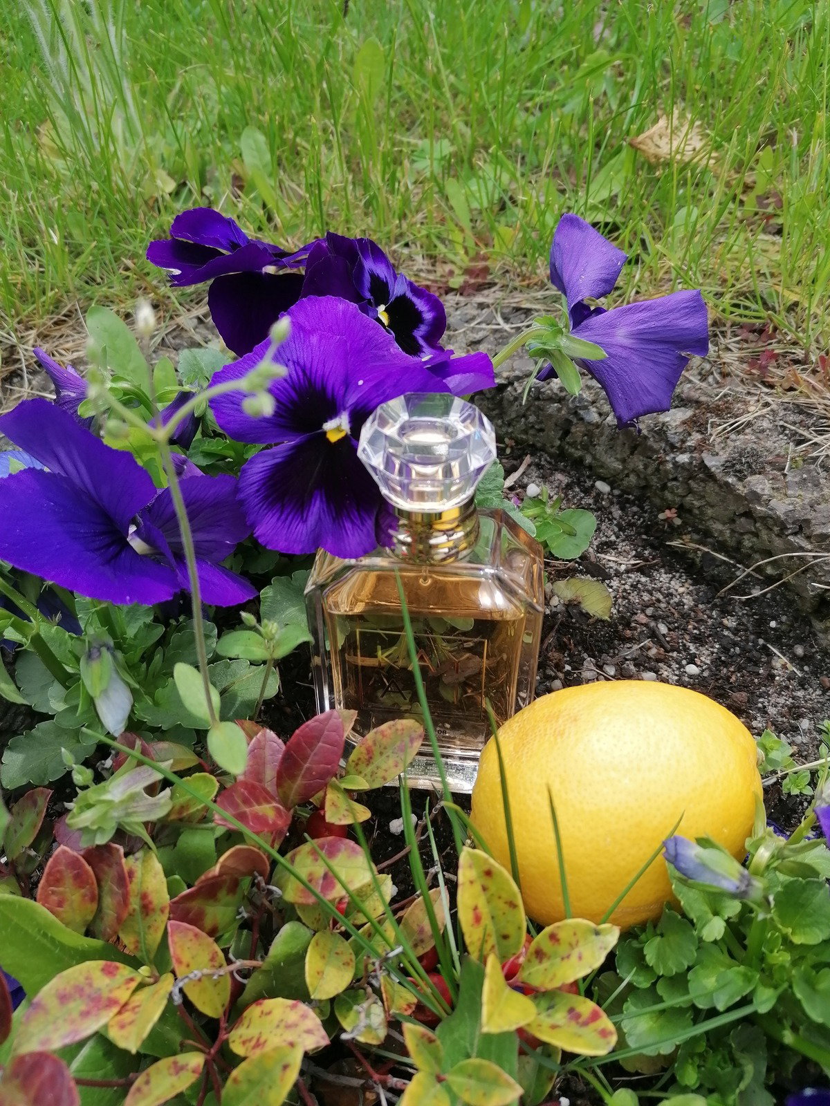 Citrus | 08 von Kayali » Meinungen & Duftbeschreibung
