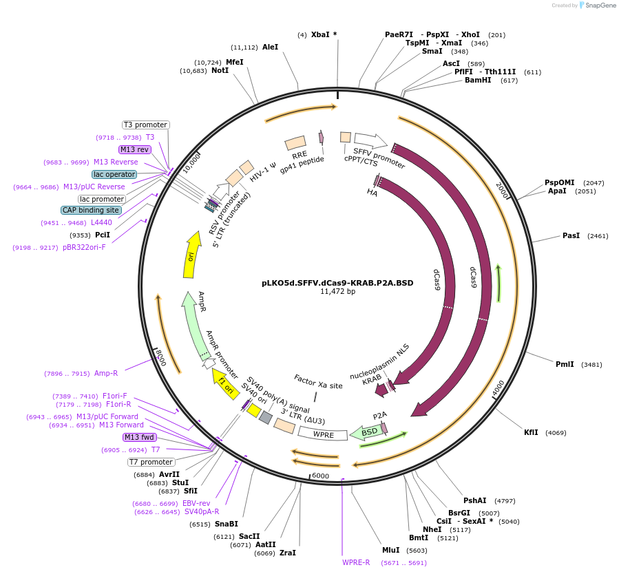 Addgene: pLKO5d.SFFV.dCas9-KRAB.P2A.BSD