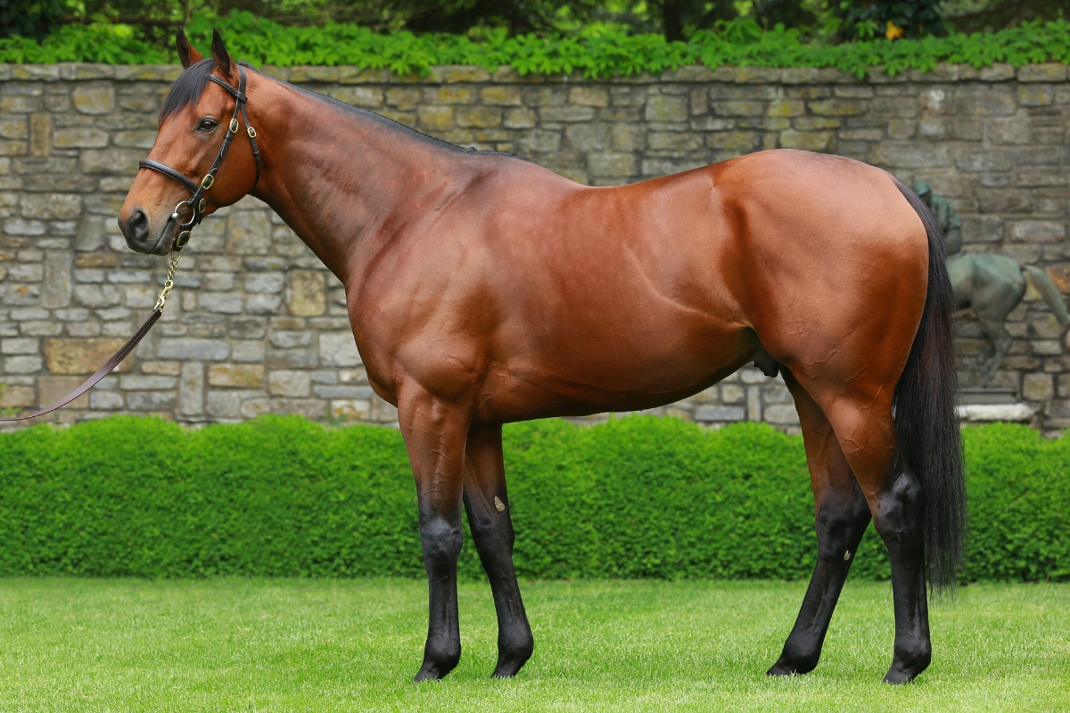 Our American Stallions - Coolmore