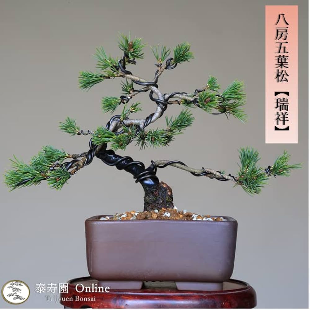 Amazon.co.jp: 八房五葉松『瑞祥』小品盆栽【泰寿園 Online】 : DIY