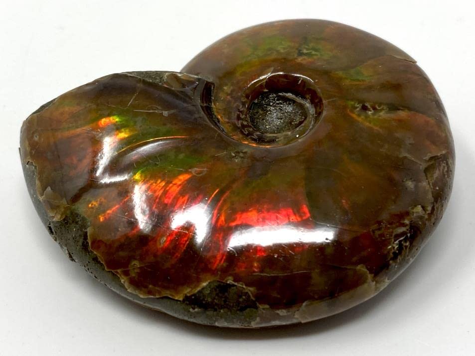 Amazon | SCIENCE 化石標本 Ammonite Red Iridescent「アンモナイト