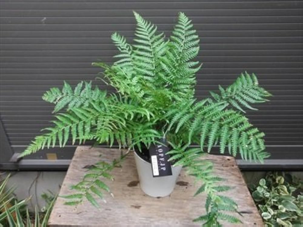 Amazon.co.jp: ディクソニア アンタルクティカ 5号 シダ植物 : DIY