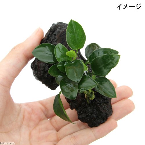 Amazon.co.jp: （水草）アヌビアスナナ プチ 流木付 ミニサイズ（約