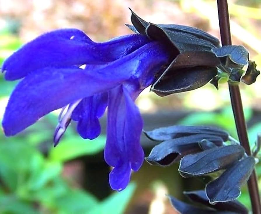 Amazon.com : Salvia Black & Blue Midnight Potted Plant, Beautiful