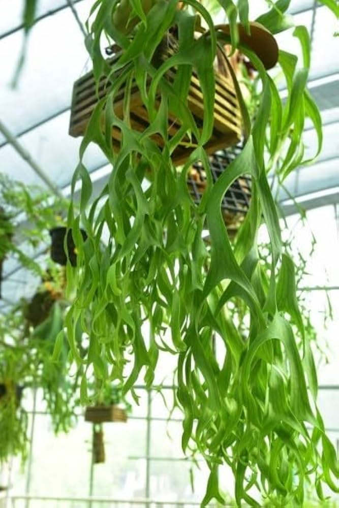 Amazon.co.jp: P.coronarium Philippines② @bikamori.com