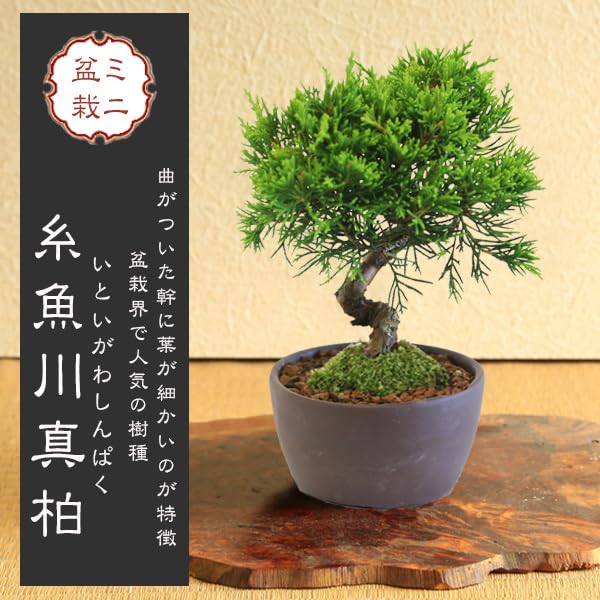 Amazon.co.jp: 遊恵盆栽 ミニ盆栽：糸魚川真柏（曲・5年生）* (萬古焼