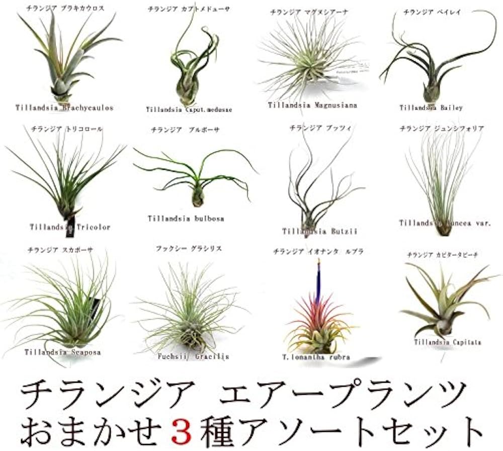 Amazon｜エアープランツ チランジア レギュラーサイズ アソート3種