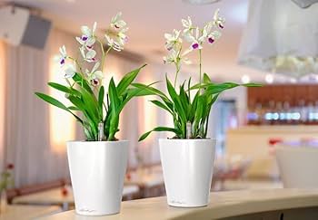 Amazon.com: Lechuza 14900 Deltini Self-Watering Planter for Indoor