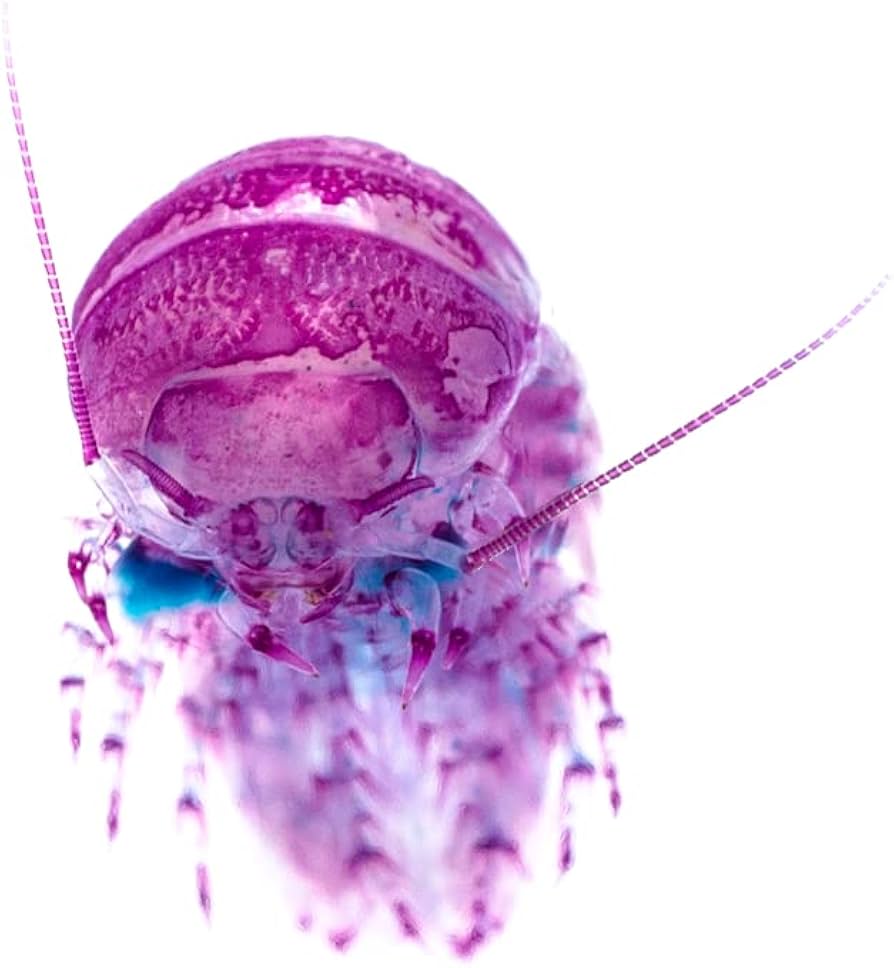 Amazon.co.jp: 透明標本、西太平洋の生物、グソクムシ : おもちゃ