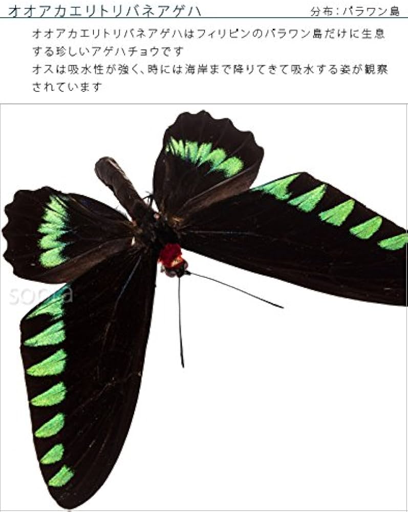 Amazon.co.jp: 蝶の標本 オオアカエリトリバネアゲハ T.trojana