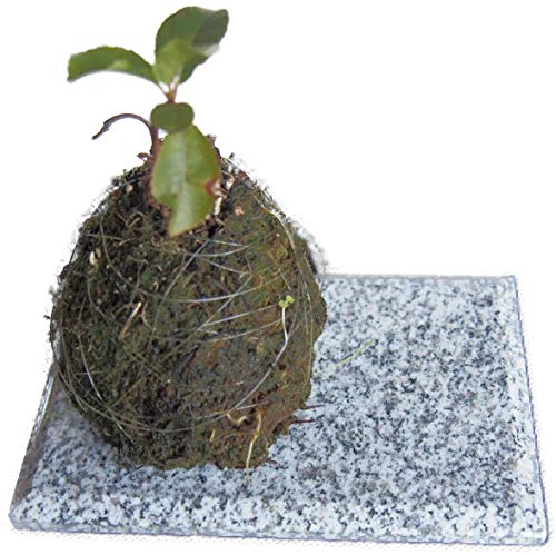 Amazon.co.jp: 石板 御影石の置き石 プレート皿 石の飾り台 長方形