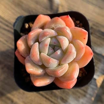 Amazon.co.jp: 農園直売 多肉植物 寄せ植え エケベリア属 夢々 美苗