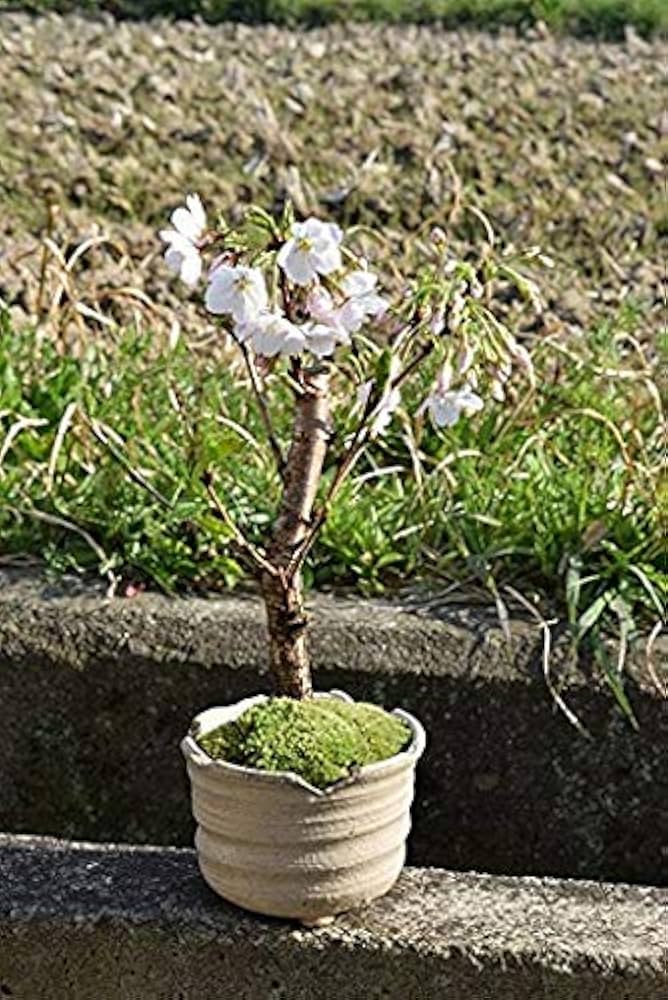 Amazon.co.jp: ソメイヨシノ盆栽 染井吉野桜 : DIY・工具・ガーデン