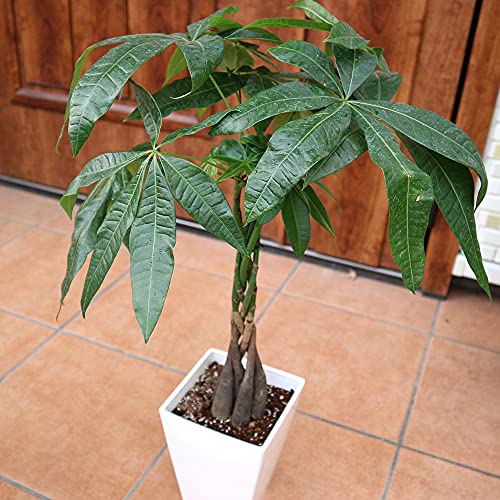 観葉植物 パキラ 編み」の人気商品一覧 | 安い商品を通販サイトから