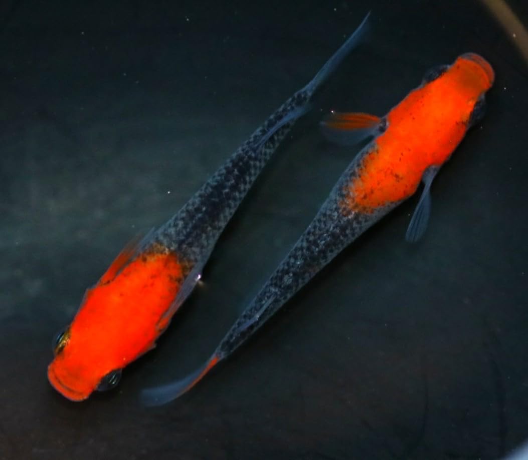 Amazon | 【広島めだかの里】華薊赤黒錦クリアタイプ☆稚魚7匹☆ 生体