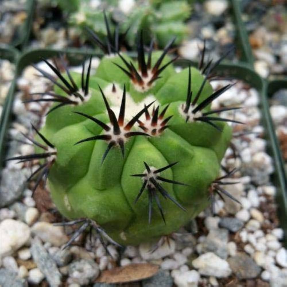 Amazon.co.jp: 【種子】Copiapoa Carizalensis◇コピアポア