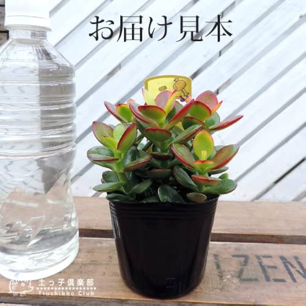 Amazon.co.jp: 多肉植物『黄金姫花月』9cmポット苗（金のなる木