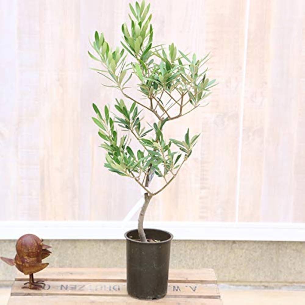 Amazon｜観葉植物 SOUJU（創樹）ブランド：オリーブの木*4号｜観葉植物