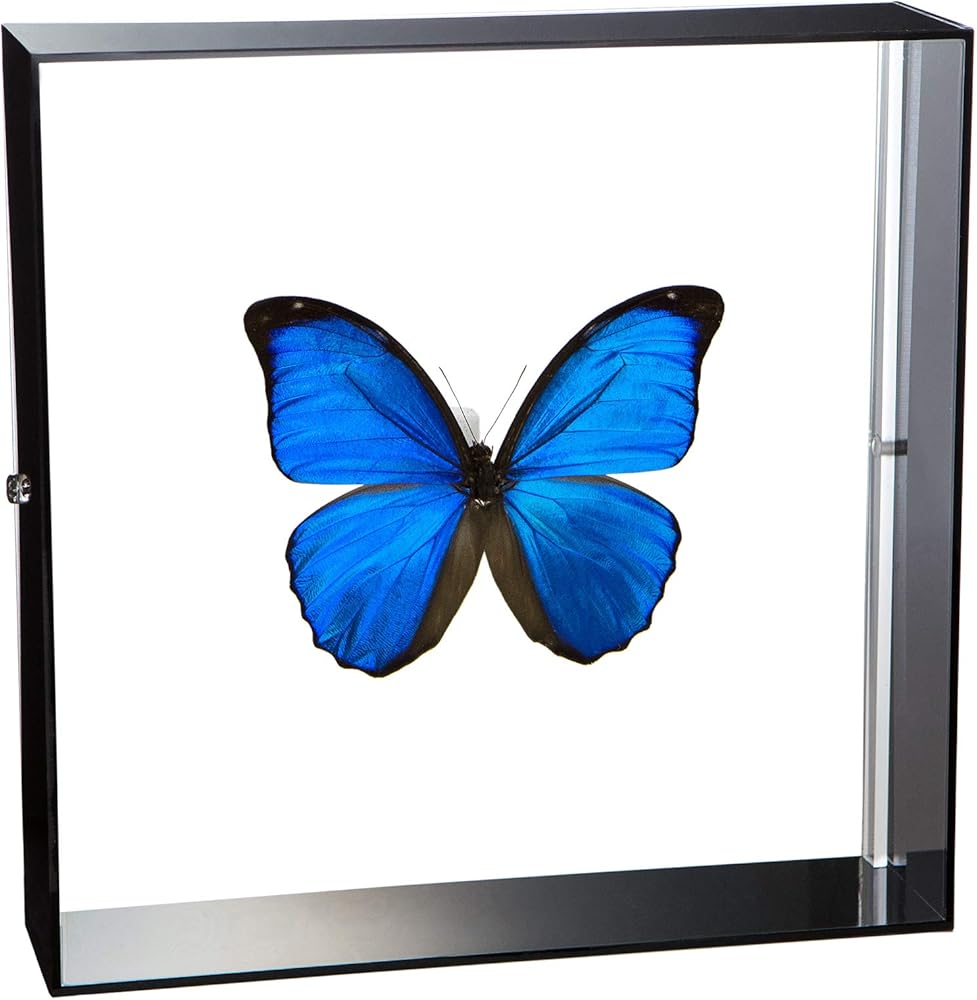 Amazon.co.jp: 蝶の標本 メネラウスモルフォ Morpho meneraus モルフォ