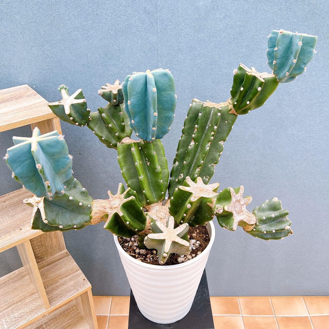 柱サボテン 鬼面角②地植えブランチ 柱サボテン 鬼面角 ブランチ