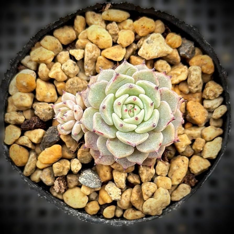 Amazon.co.jp: 多肉植物 エケベリア 沙羅姫牡丹 抜き苗発送 : DIY