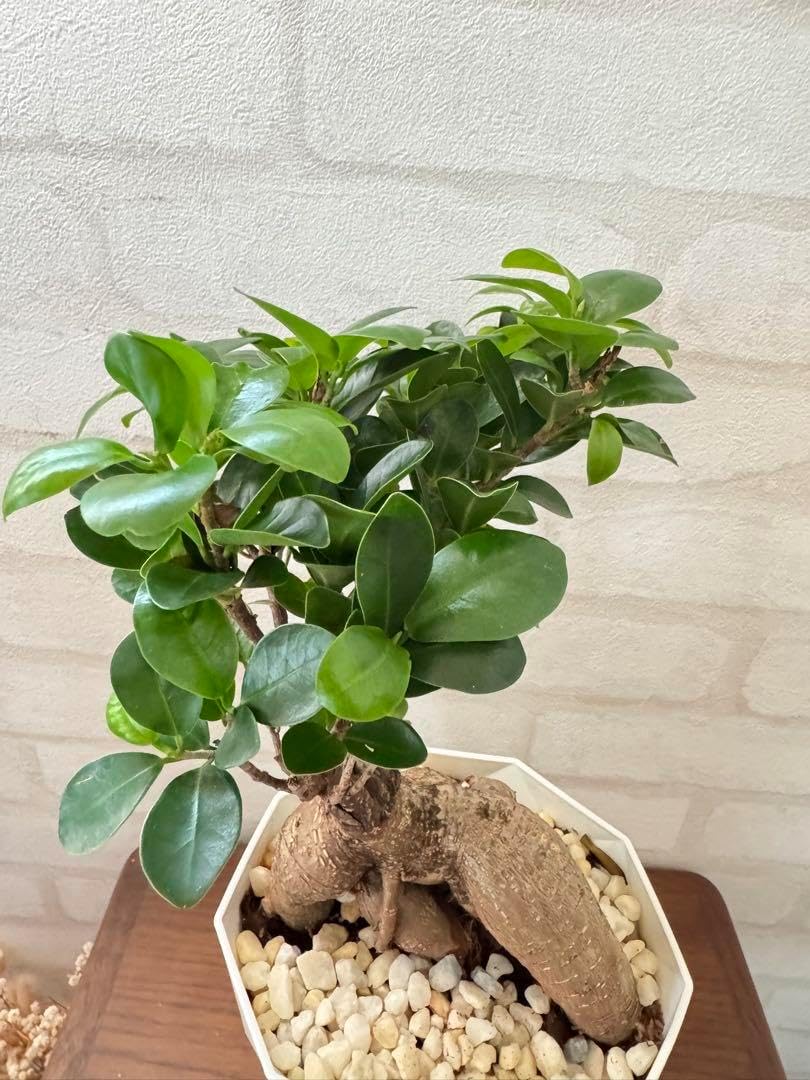 ソヨゴ 希少な雌雄混植株 実が一株でなりやすい 樹形もきれいなお品