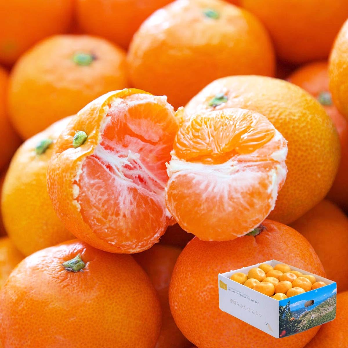 Amazon.co.jp: みかん 箱買い 小玉 訳あり 3kg 愛媛産 八幡浜市 厳選