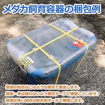 Amazon | 五色アクア メダカ飼育容器 36リットル 黒 オーバーフロー