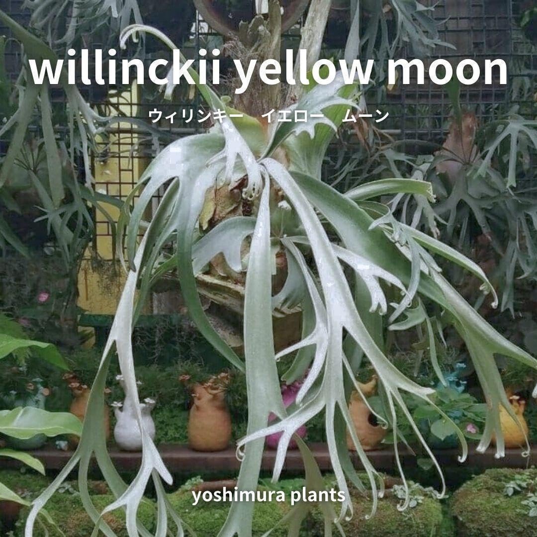 Amazon.co.jp: 胞子 willinckii yellow moon ビカクシダ : ホーム