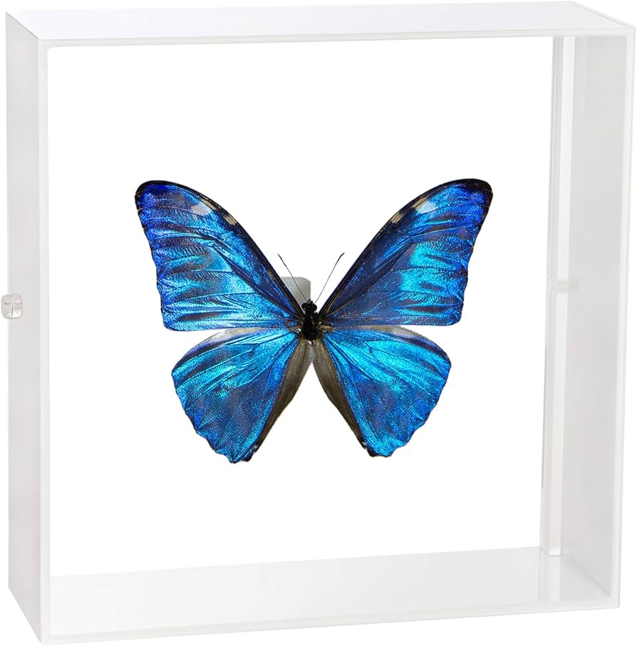 Amazon.co.jp: 蝶の標本 アドニスモルフォ Morpho adonis モルフォ