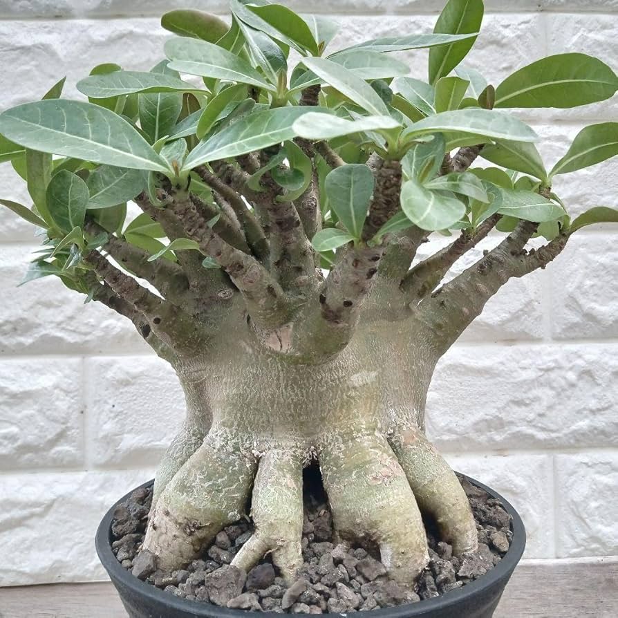 Amazon.co.jp: g68 アデニウム ドワーフ タコ足 塊根植物 アラビカム