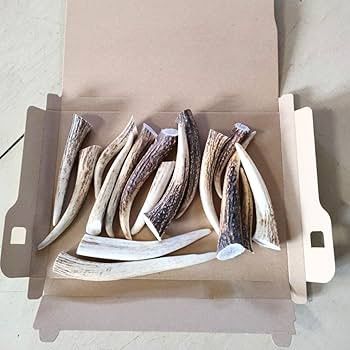 3 Susi【箱びっしり端材詰め合わせ】北海道エゾシカ 鹿の角 2 Susi
