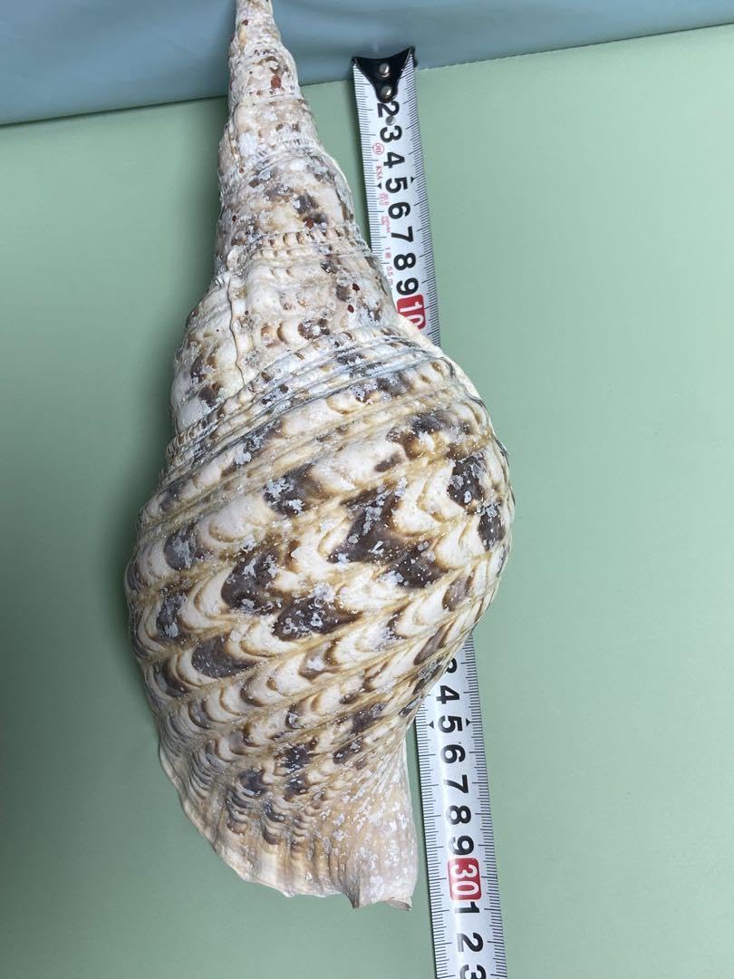 法螺貝 約37cm 大型 ホラ貝 ほら貝 法螺貝 約37cm 大型 ホラ貝 ほら貝