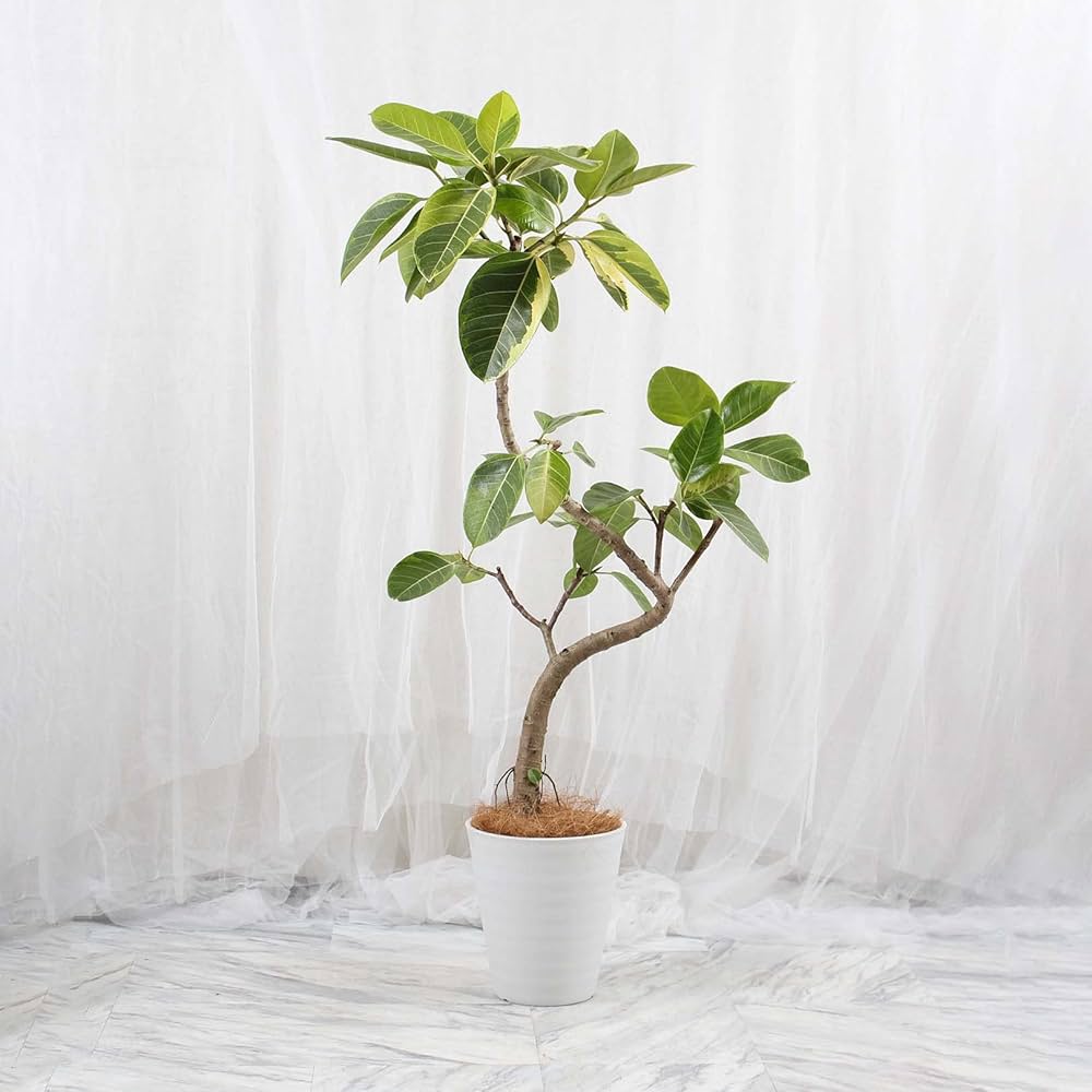 Amazon｜フィカスアルテシーマ 8号 曲がり 受け皿付 【観葉植物 本物