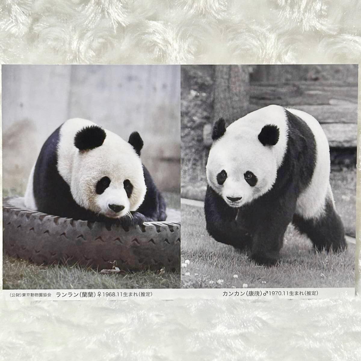 Amazon.co.jp: 上野動物園歴代パンダ ポストカードカンカン ランラン