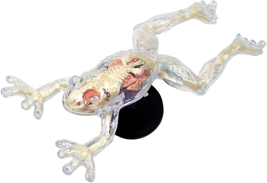 Amazon.co.jp: スカイネット 立体パズル 4D VISION 動物解剖 No.13