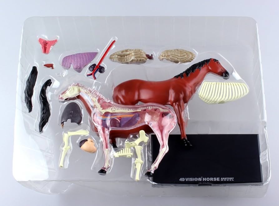 Amazon.co.jp: スカイネット 立体パズル 4D VISION 動物解剖 No.04 馬
