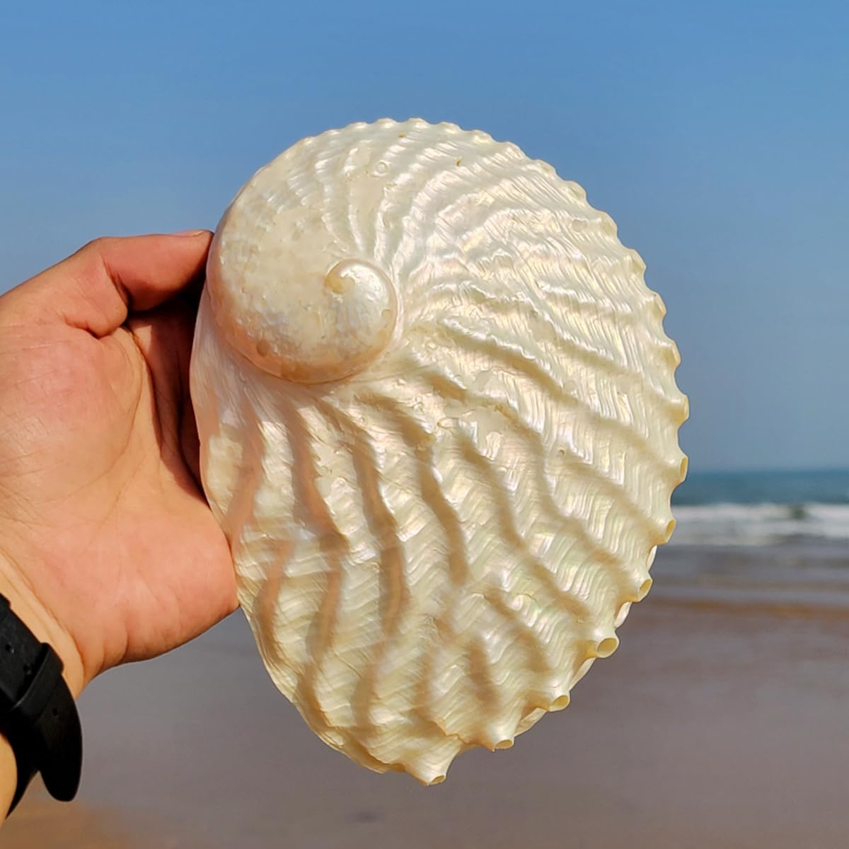 Amazon.co.jp: 天然貝殻、海洋サザエ、 大きな天然アワビ貝殻 15～16cm