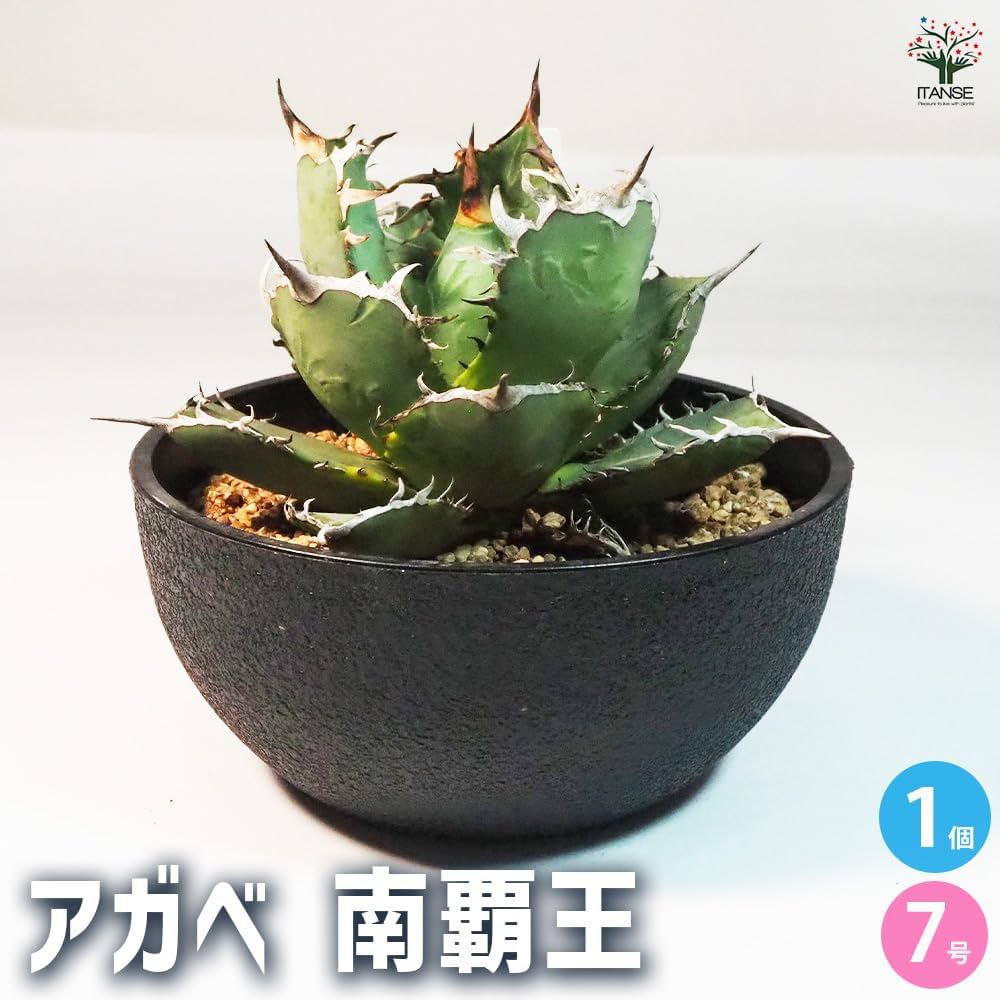 R021-9 特選 アガベ 多肉植物 チタノタ 霸王竜強棘 極上特大株 R-408