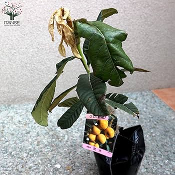 Amazon.co.jp: ITANSE 枇杷(びわ)の苗木 品種：茂木【果樹苗木