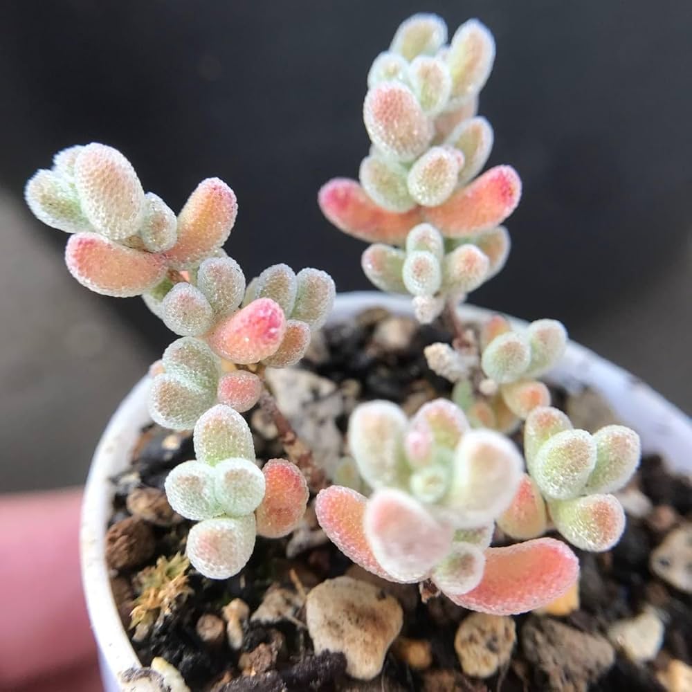 Amazon.co.jp: 多肉植物 ドロサンテマム Ice crystal 抜き苗 1株 : DIY