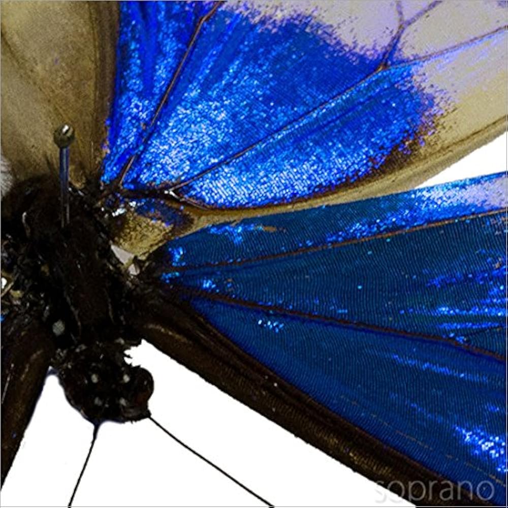 Amazon.co.jp: 蝶の標本 ヘレナモルフォ Morpho helena モルフォチョウ