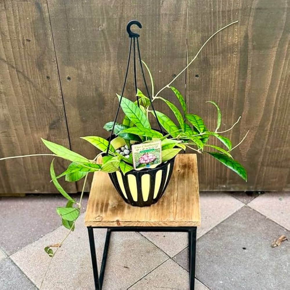 Amazon｜おしゃれ 観葉植物：ホヤ カリストフィラ*5号吊り鉢｜観葉植物