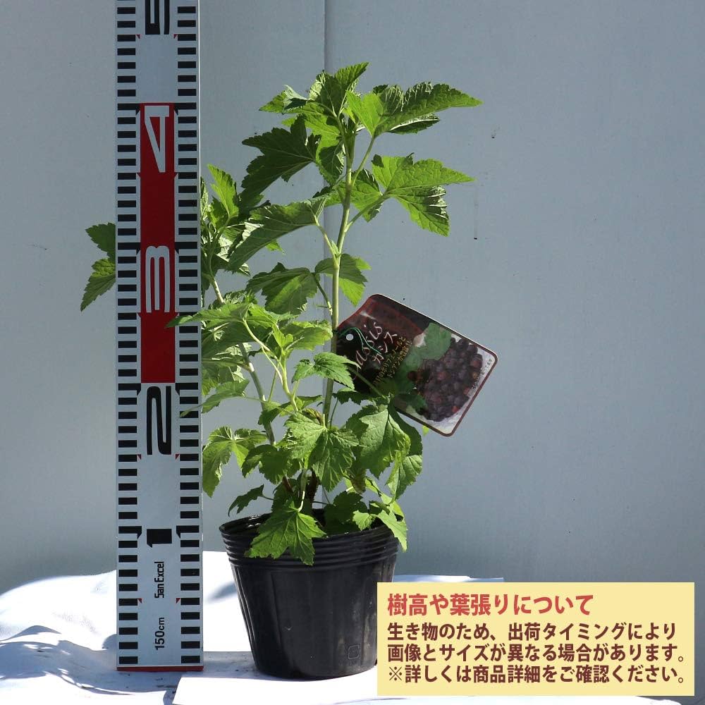 Amazon.co.jp: カシスの苗木 品種：ブラックカーラント(黒房スグリ