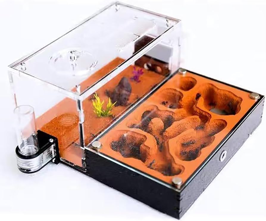 Amazon | アリの巣 ア リ飼育キット アリの巣観察キット アリの巣 アリ